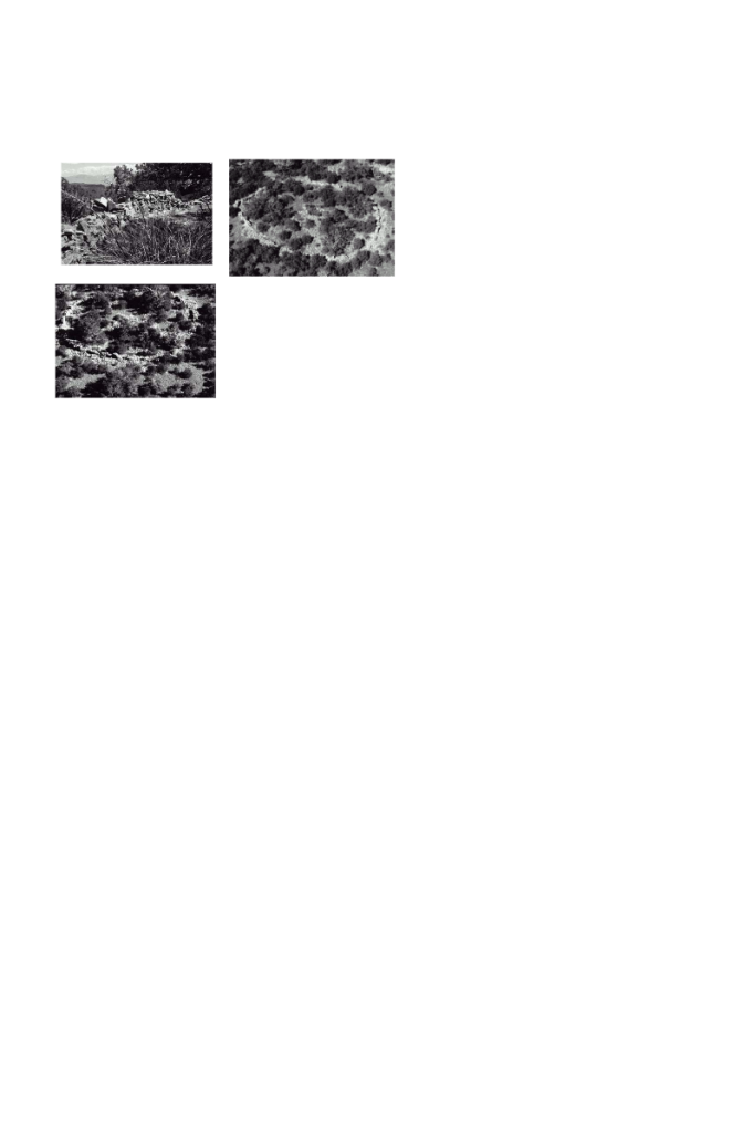 Three black and white images of rocky terrain and vegetation