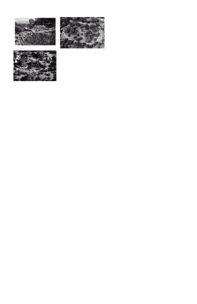 Three black and white images of rocky terrain and vegetation